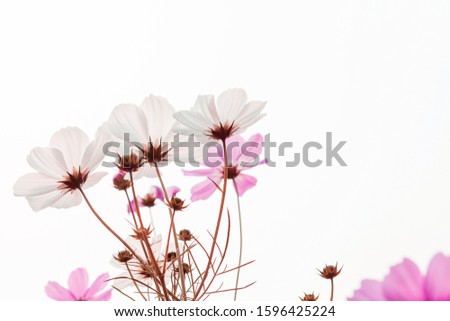 Beautiful and blooming Persian Chrysanthemum
