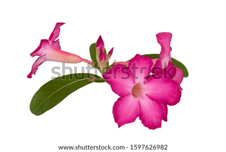 Flowers Isolated on White Background  with clipping path. There are Pink Adenium.