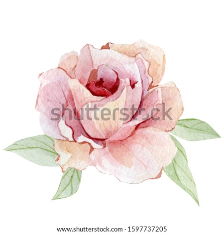 Hand drawn watercolor flower rose. Vintage floral illustartion for posters, template, greeting card, wedding card, banner, textile print.