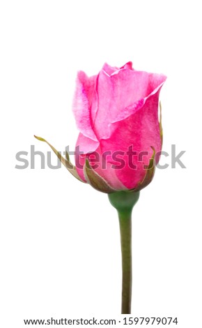 Pink rose bud on a white background