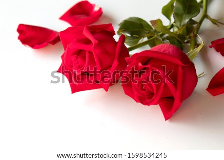 red rose isolated on white background , vaientine day