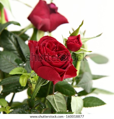 Beautiful red rose isolated on white on Holiday theme