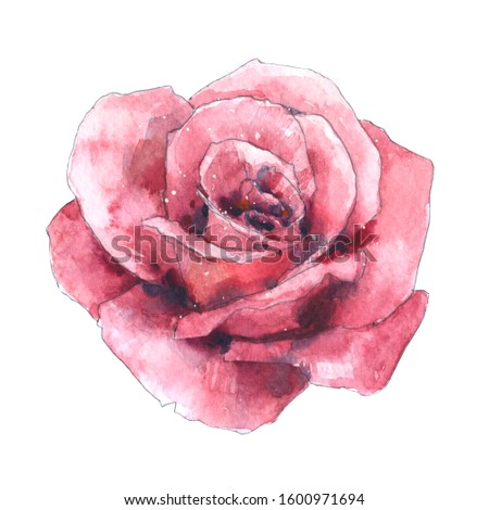 Pink watercolor rose on a white background. Hand painted botanical illustration for wedding design.