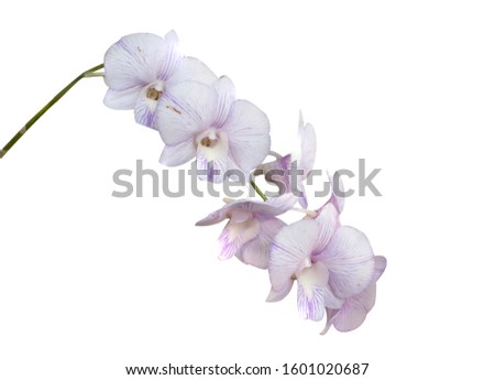 Beautiful orchid flower with isolated on white background. There are purple and white.