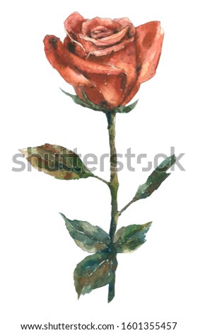 Beautiful red rose in watercolor. Hand painting botanical illustration. Vintage style for design.