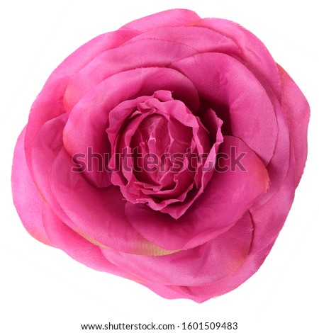 Rose head on a white background.