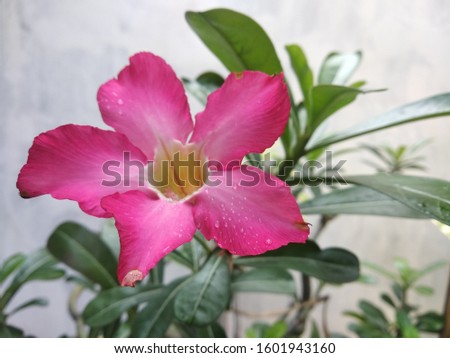 beautiful flower frangipani natural wealth