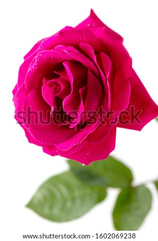 Beautiful flower red rose isolated on a white.