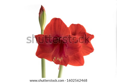 a Christmas Amaryllis flower and a flower bud isolated on white