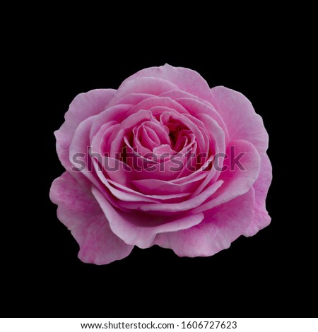 Pink rose isolated on a black background