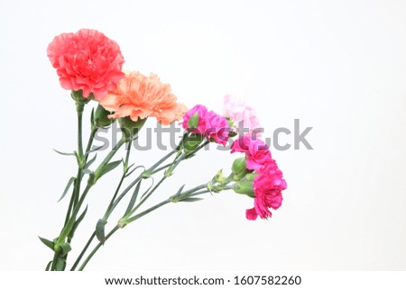 bouquet of carnation in a white background