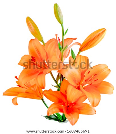 A bouquet of orange Lilies with blooming and unopened buds. Side view isolated on white background close-up.