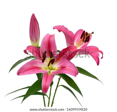Beautiful red lily flower bouquet isolated on white background