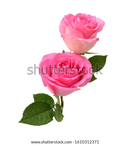 Bunch of rosy roses isolated on white