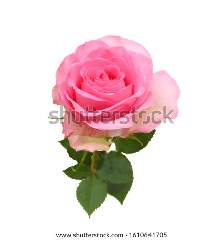 Pink rose isolated on white 