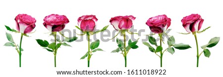 Watercolor painting of six roses on white background