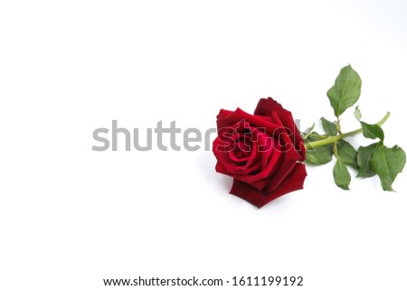For Valentine's Day single beautiful red rose isolated on white background