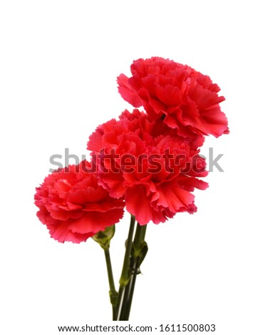 A long red carnations on white