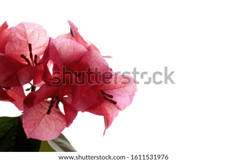 Valentines Day greetings - pink bougainvillea flowers close-up on a white background, place for text.