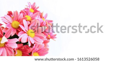Coral chrysanthemum flowers on a white background. Festive flower arrangement. Background for cards, invitations, greetings