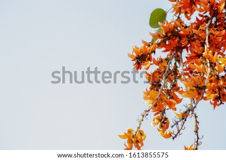 atural beautiful orange-yellow flowers with many flowers along the branches.