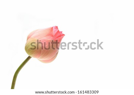 Pink lotus bud flower on white background