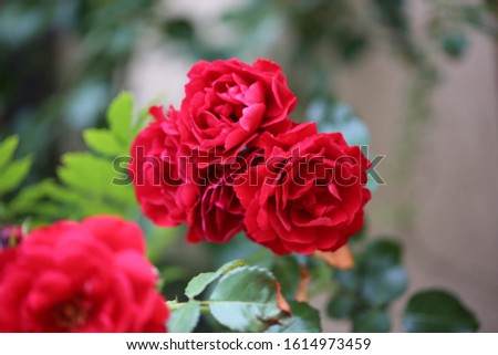 blooming red roses in the summer garden