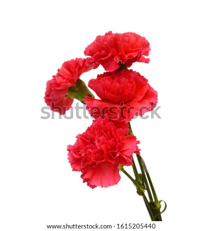 the long stem carnations gifts on white