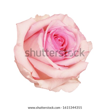Closeup of pink rose flower isolated on white