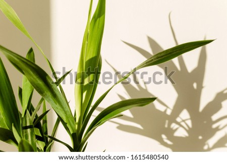 Yucca palm in a straw pot and shadows on a white wall