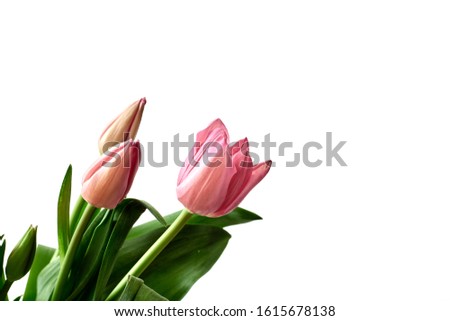 Bouquet of pink tulips on white background, copy space. mothers day