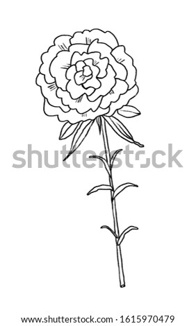 Rose flower hand drawn illustration.