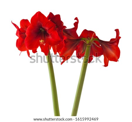 Flower red Hippeastrum (amaryllis) Diamond Group « Floris Hekker»  on   white background isolated background isolated.