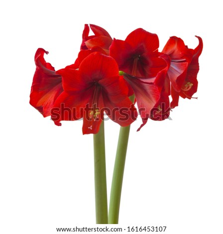 Flower red Hippeastrum (amaryllis) Diamond Group « Floris Hekker»  on   white background isolated background isolated.