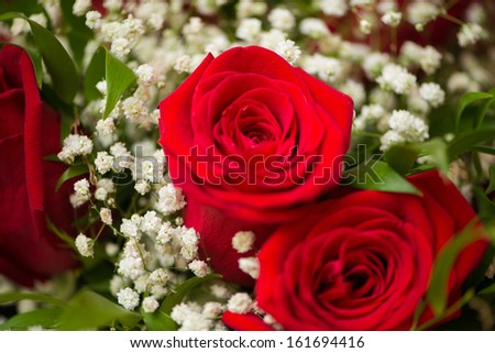 Nice roses in celebration concept