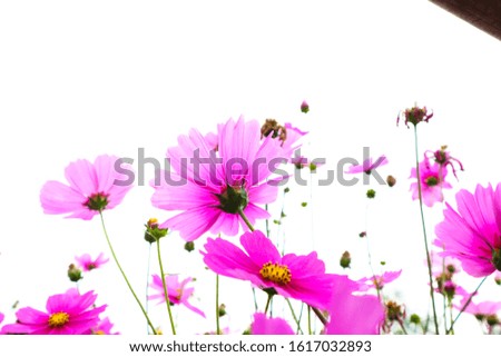 Beautiful pink cosmos flowers blooming in garden.