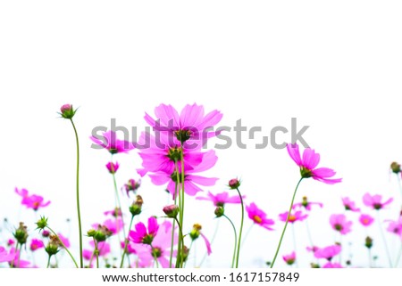 Beautiful Pink cosmos flowers on white background.