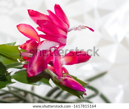 Close Up of A Fushia Pink Cactus Flower