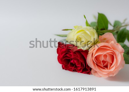 One red, one pink and one white rose on a white surface