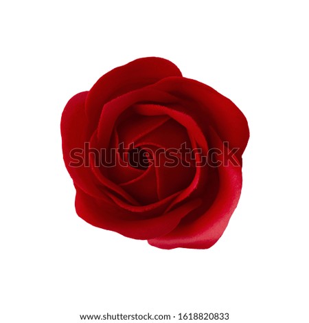 Red rose blossom isolated on white background. Top View.
