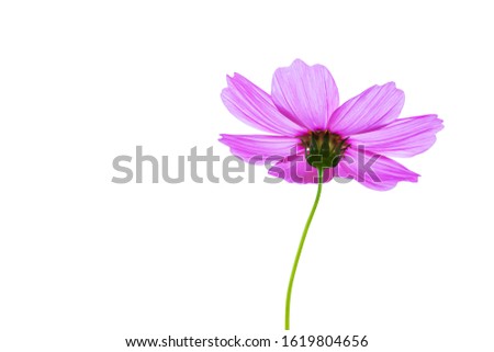 Purple cosmos flowers on a white background