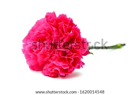 A long red carnation flower on white