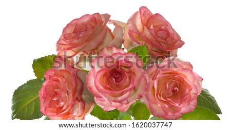 Image of beautiful flowers in the garden.Greeting card.