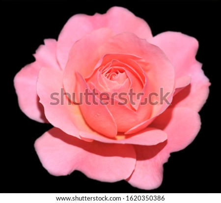 Art photo rose petals isolated on the black blurred background. Closeup. For design, texture, background. Nature.

