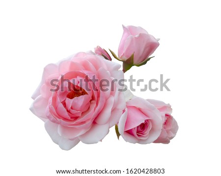 beautiful bouquet of pink roses arrangement isolated on white background