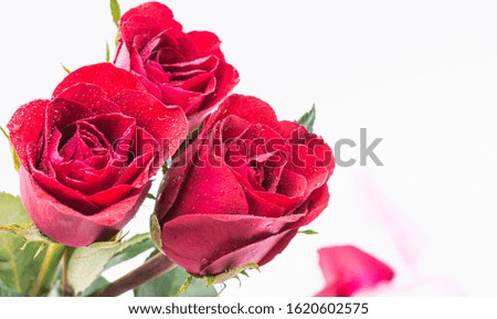 Red Rose flower with water drops on white background