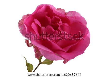 Old pink Canadian rose isolated on white