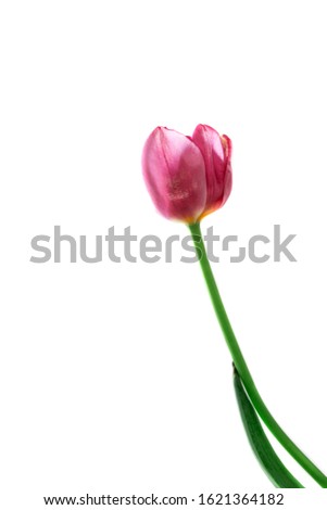 Pink tulip flower white background, copy space for text