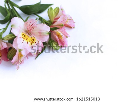 Ectromelia pink on a white background. Delicate floral arrangement in pastel colors. Background for greeting cards.