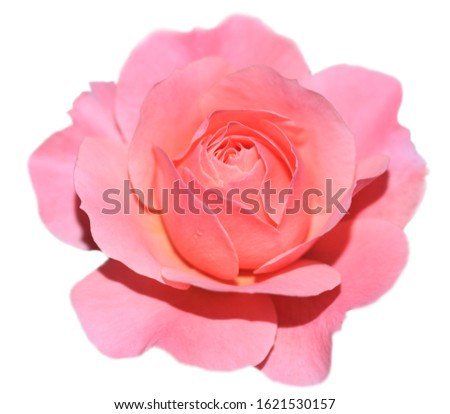 Art photo rose petals isolated on the white blurred background. Closeup. For design, texture, background. Nature.
